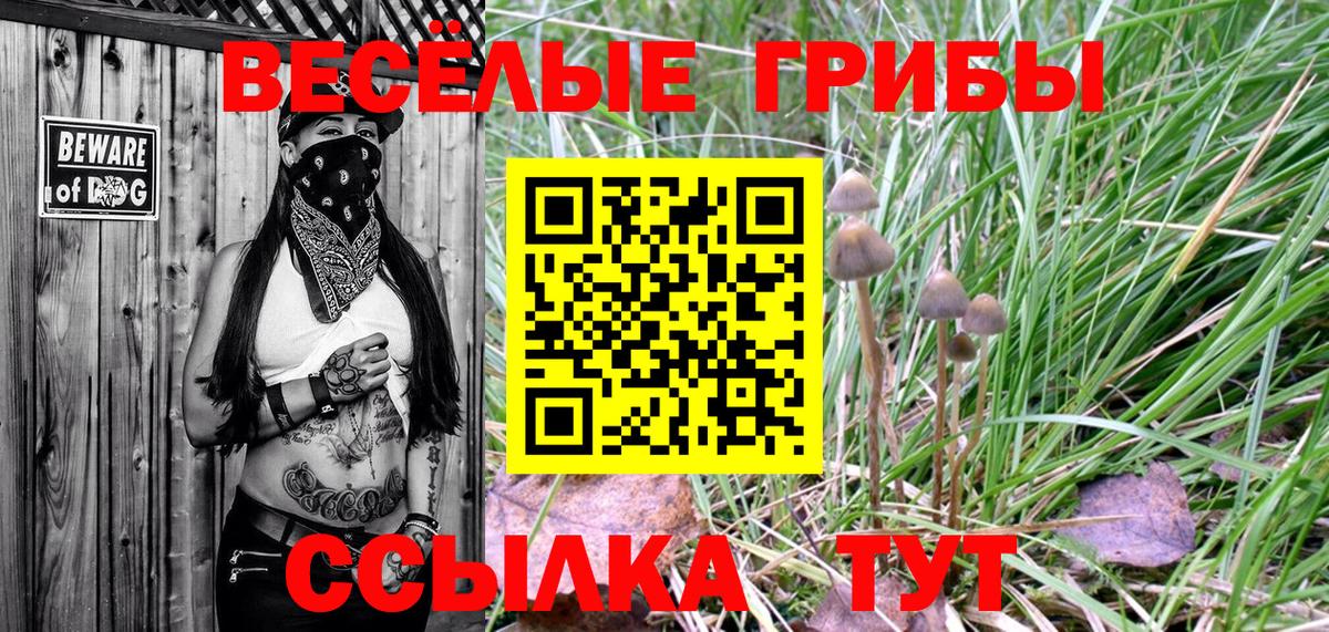 Галлюциногенные грибы Psilocybine cubensis Железногорск